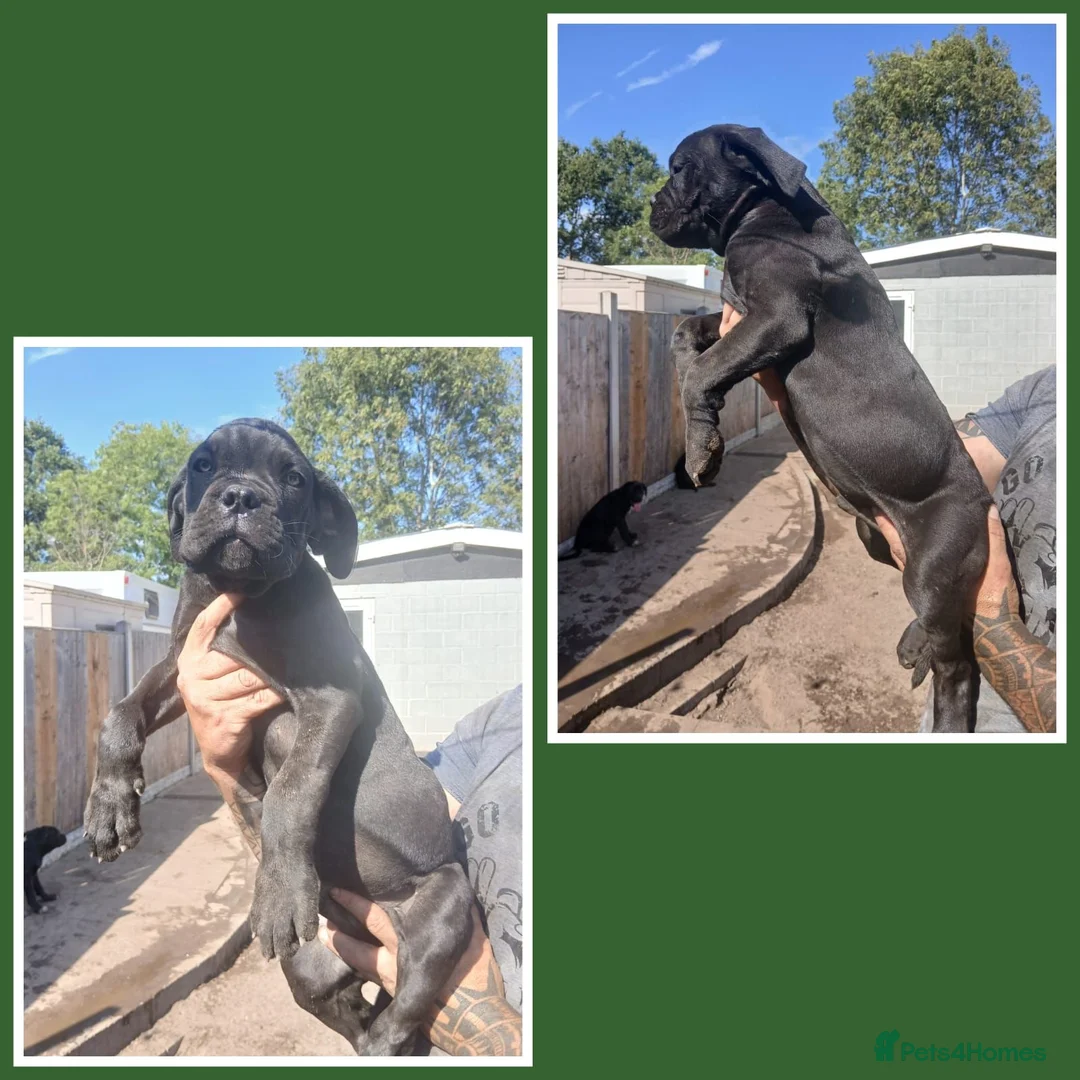 Cane Corso dogs for sale: Ready to leave now  - Advert 2