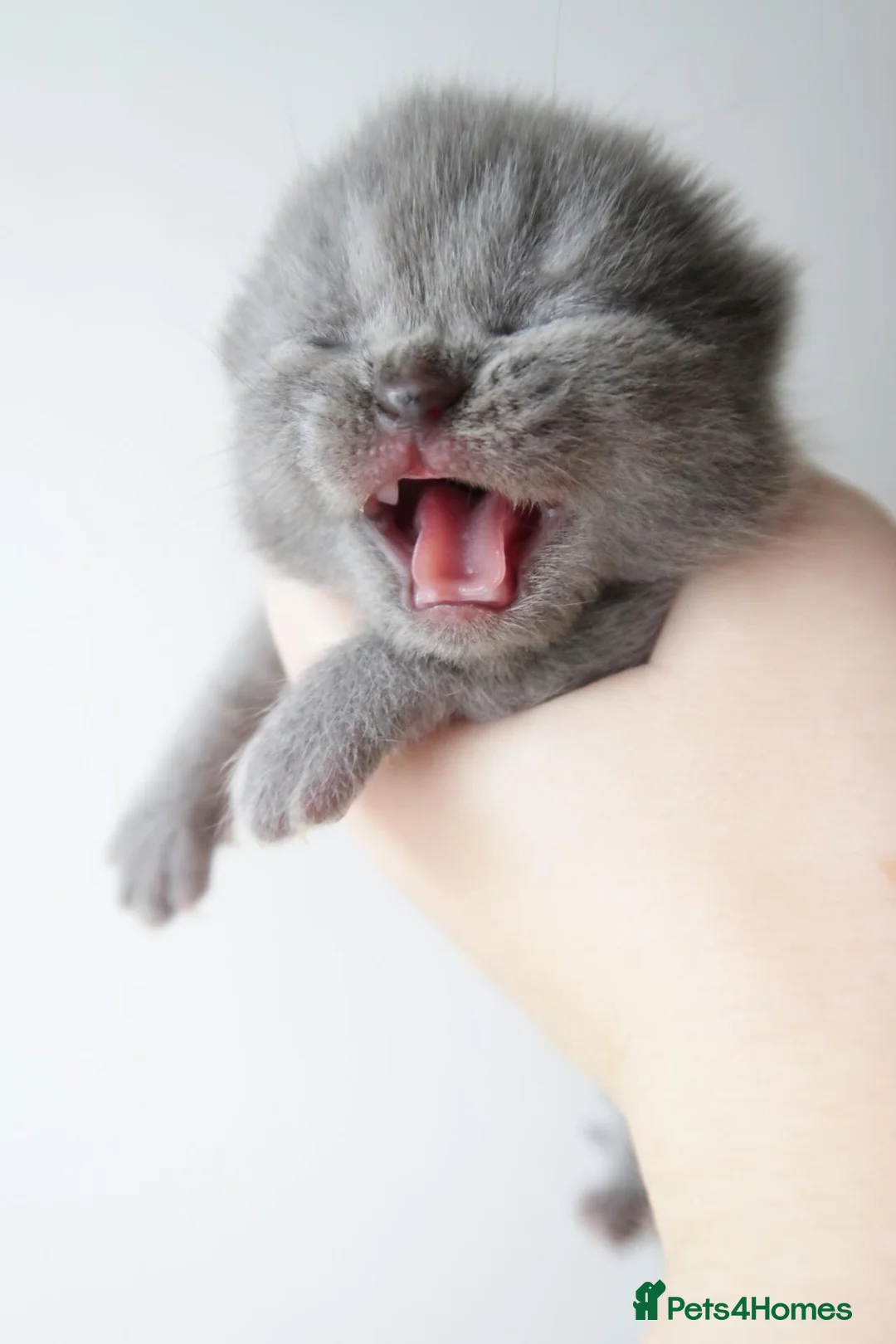British Shorthair cats for sale: Lovely little girl 💖  - Advert 2