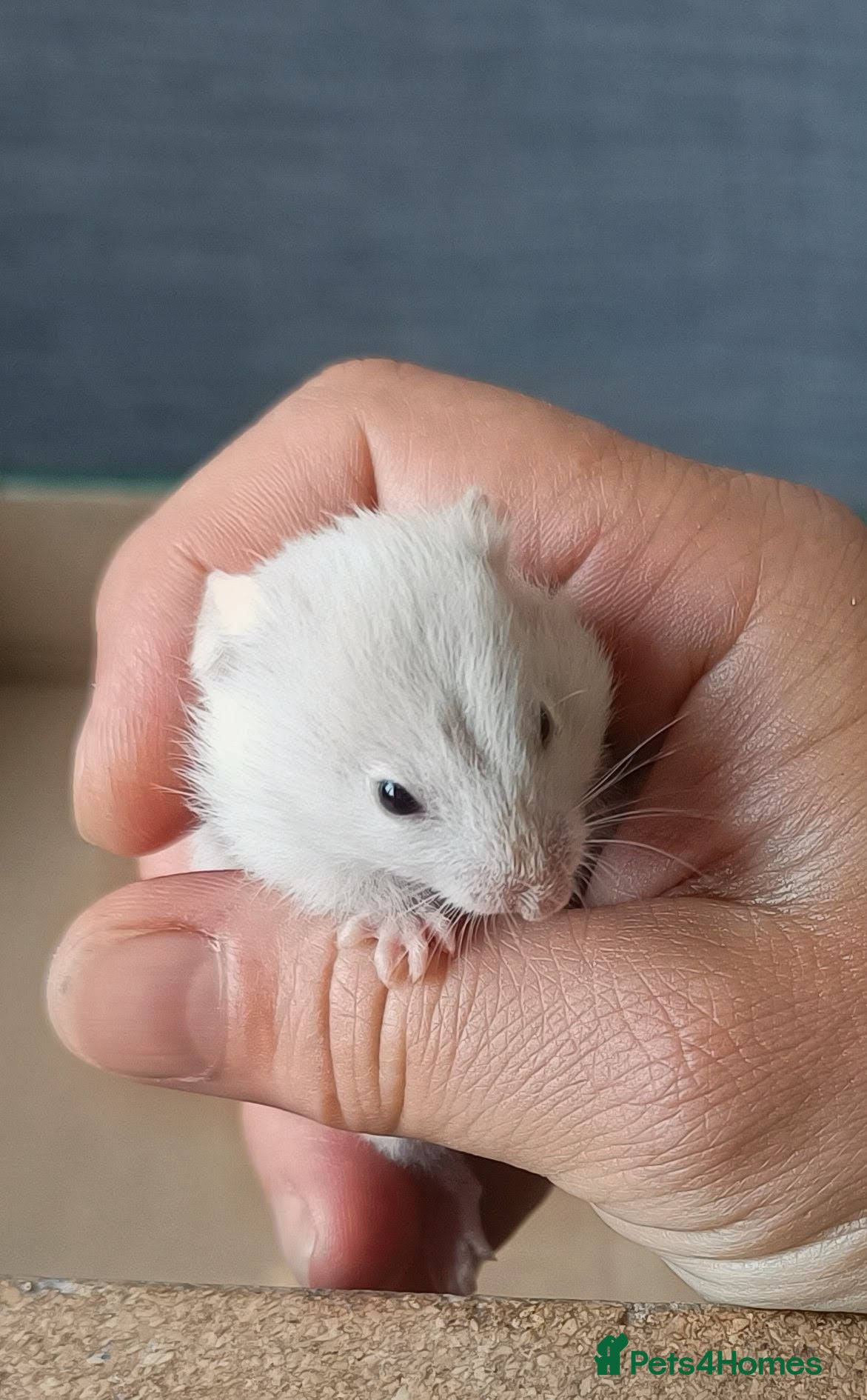 Hamster rodents ❤❤❤  BABY SYRIAN HAMSTERS ❤❤❤ - Advert 24