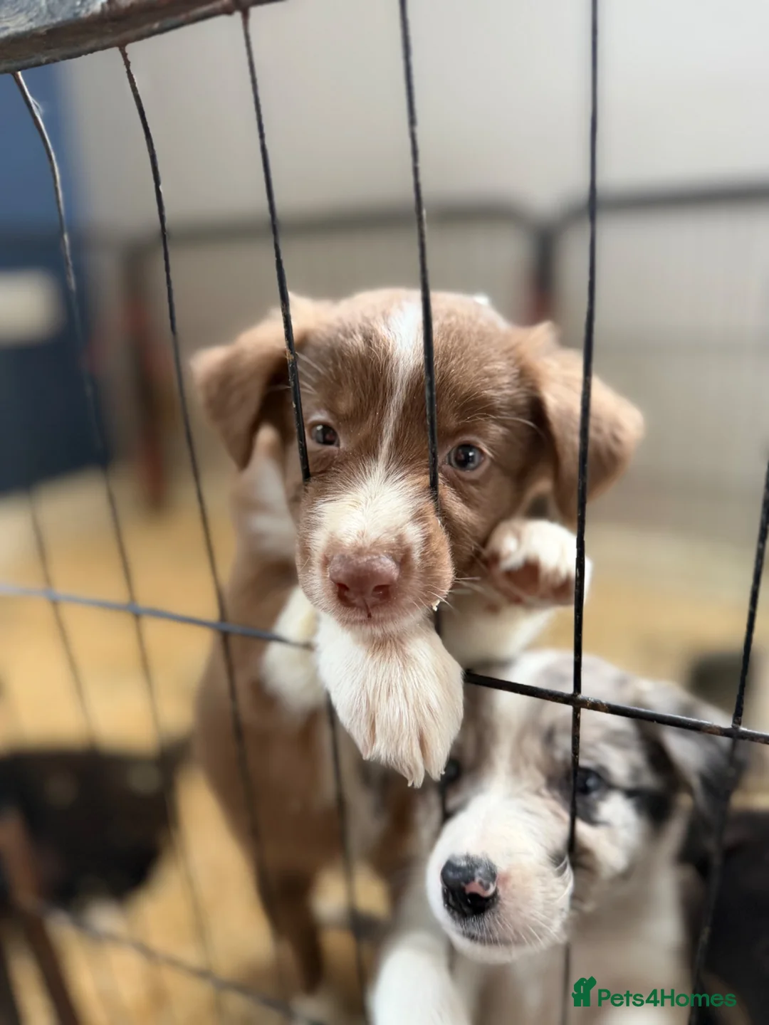 Border Collie dogs for sale: Rare coloured Border Collie Puppies for sale - Advert 2