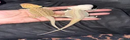 Bearded Dragon reptiles for sale: Bearded dragon babies  - Advert 2