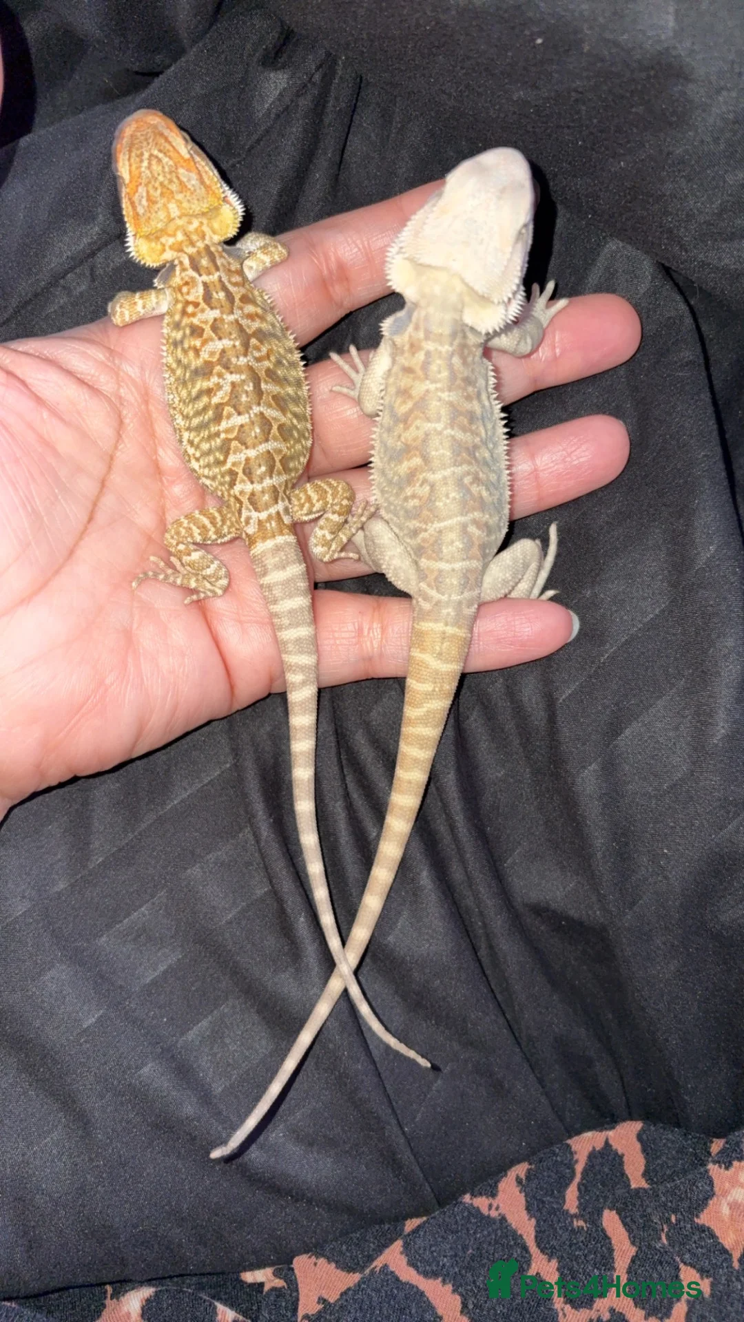 Bearded Dragon reptiles for sale: Bearded dragon babies  - Advert 2