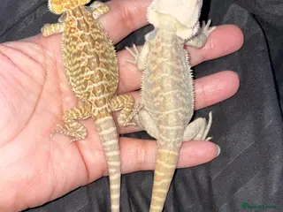 Bearded Dragon reptiles Bearded dragon babies - Advert 2