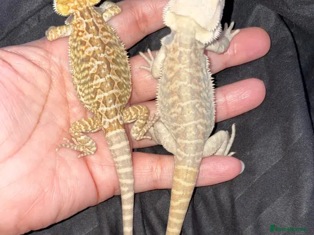 Bearded Dragon reptiles Bearded dragon babies - Advert 2