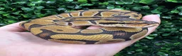Python Snake reptiles for sale: Juvenile Ball Pythons - Advert 4