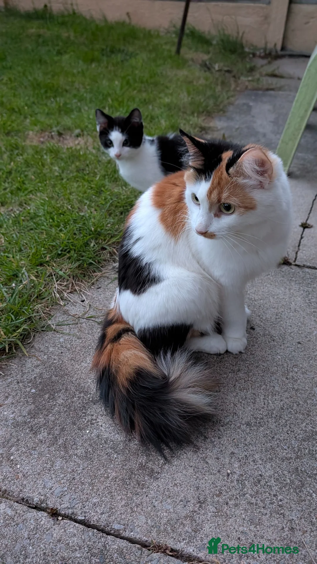 Mixed Breed cats for sale: £40 each or 2 for £70 - read description :) in Liverpool - Advert 1