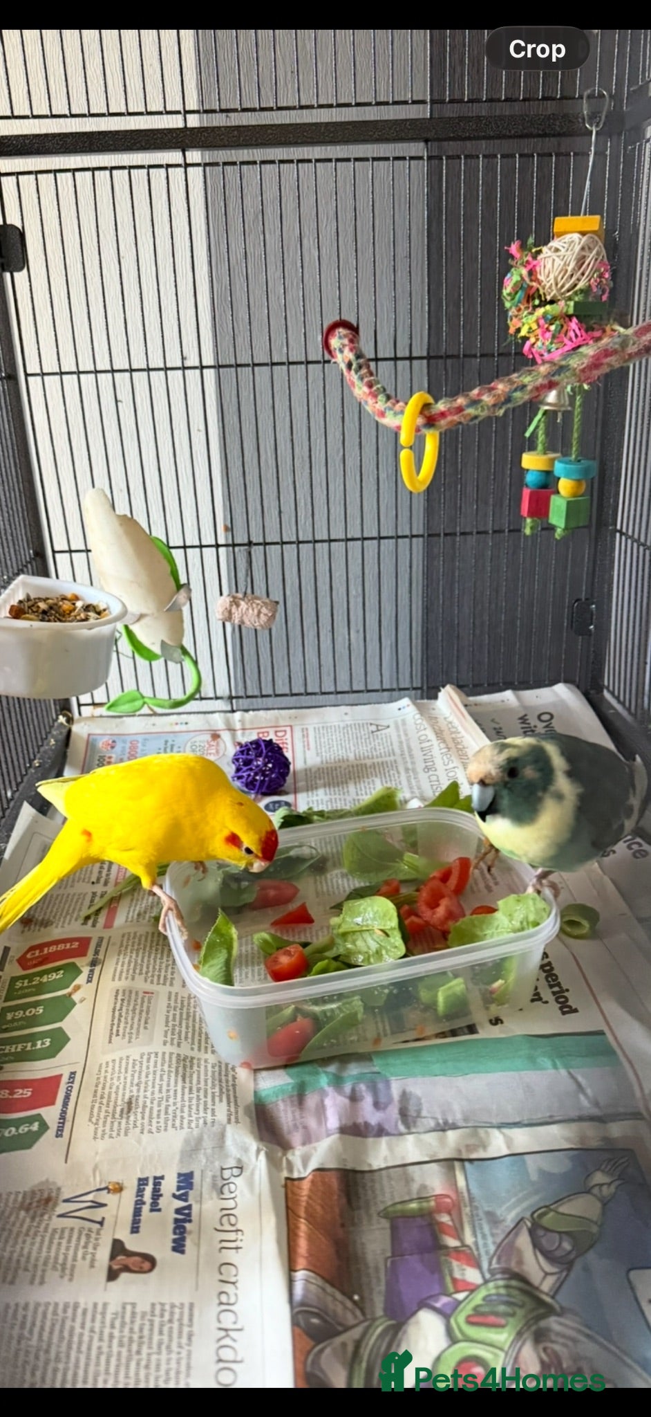 Parakeets birds Kakariki Bonded Pair (Colour Mutations) - Advert 2