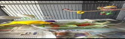 Parakeets birds for sale: Kakariki Bonded Pair (Colour Mutations) - Advert 1