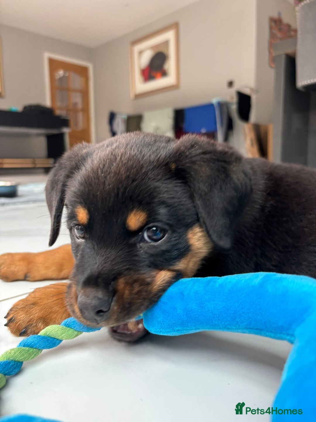 Rottweiler dogs for sale: 12 week old Rottweiler puppy - Image 5
