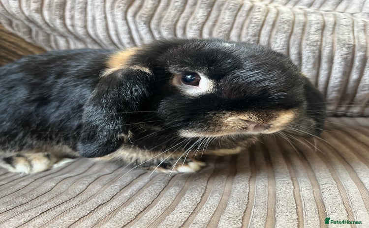 Mini Lop rabbits - Advert 1