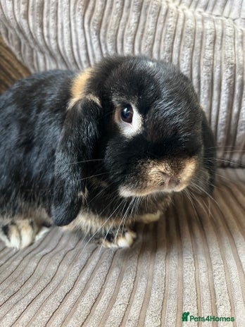 Mini Lop rabbits - Advert 17