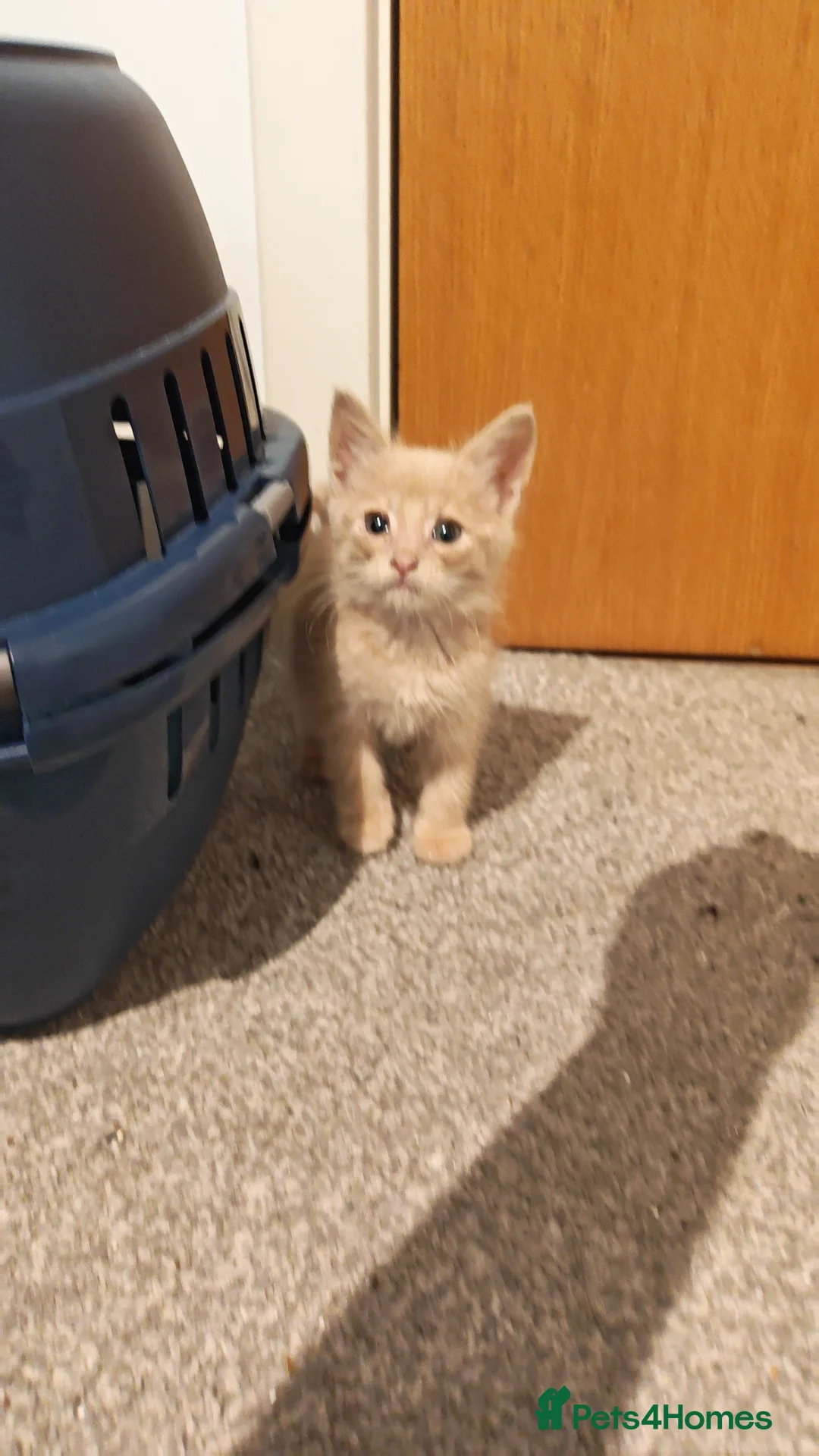 Mixed Breed cats for sale: Adorable 2 kittens - creme and ginger  - Advert 5