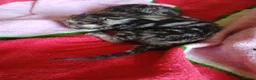 Mixed Breed cats for sale: Beautiful kittens looking for there forever home - Advert 7