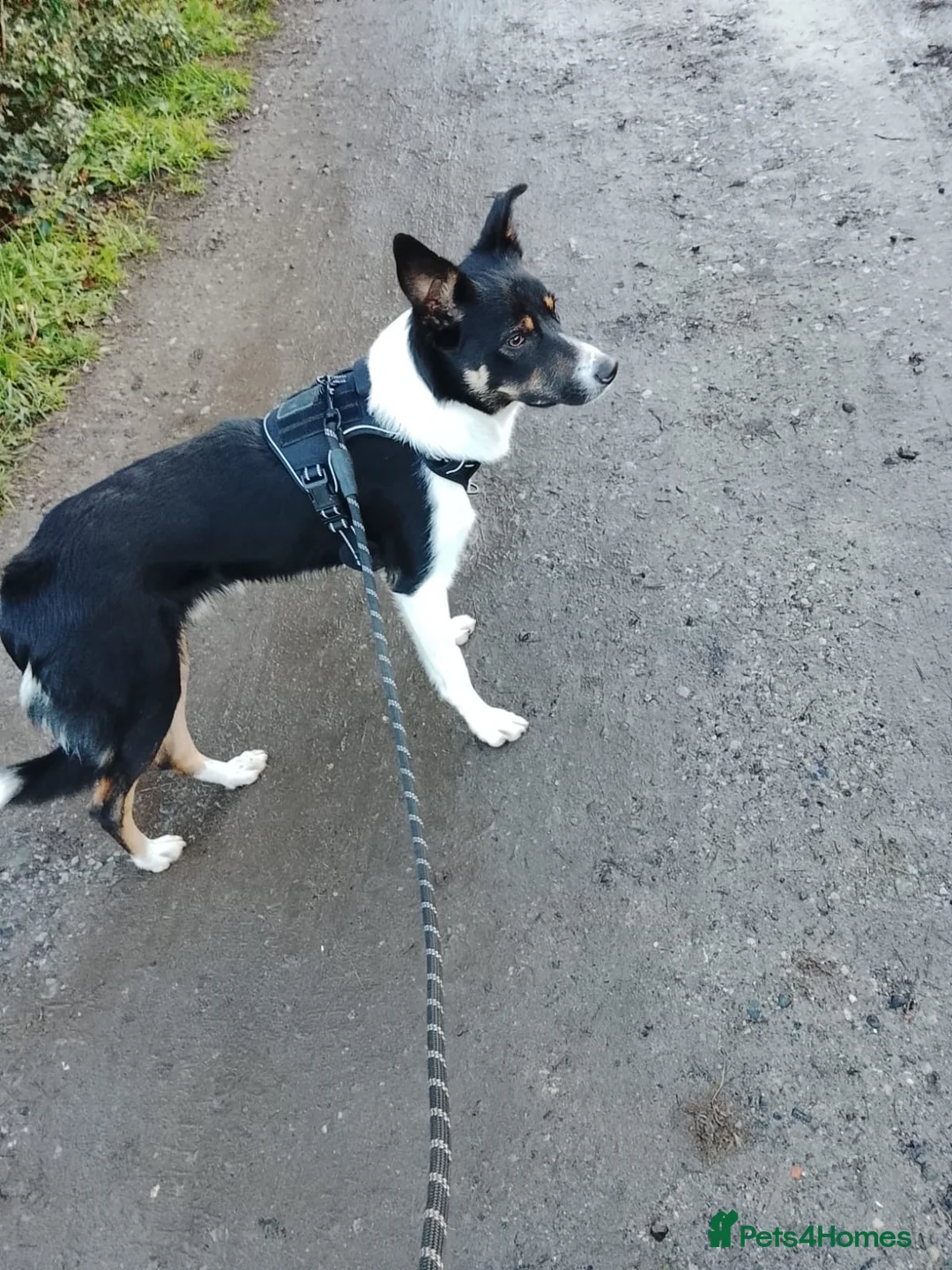 Border Collie dogs for sale: Benji the border collie in Telford - Advert 3