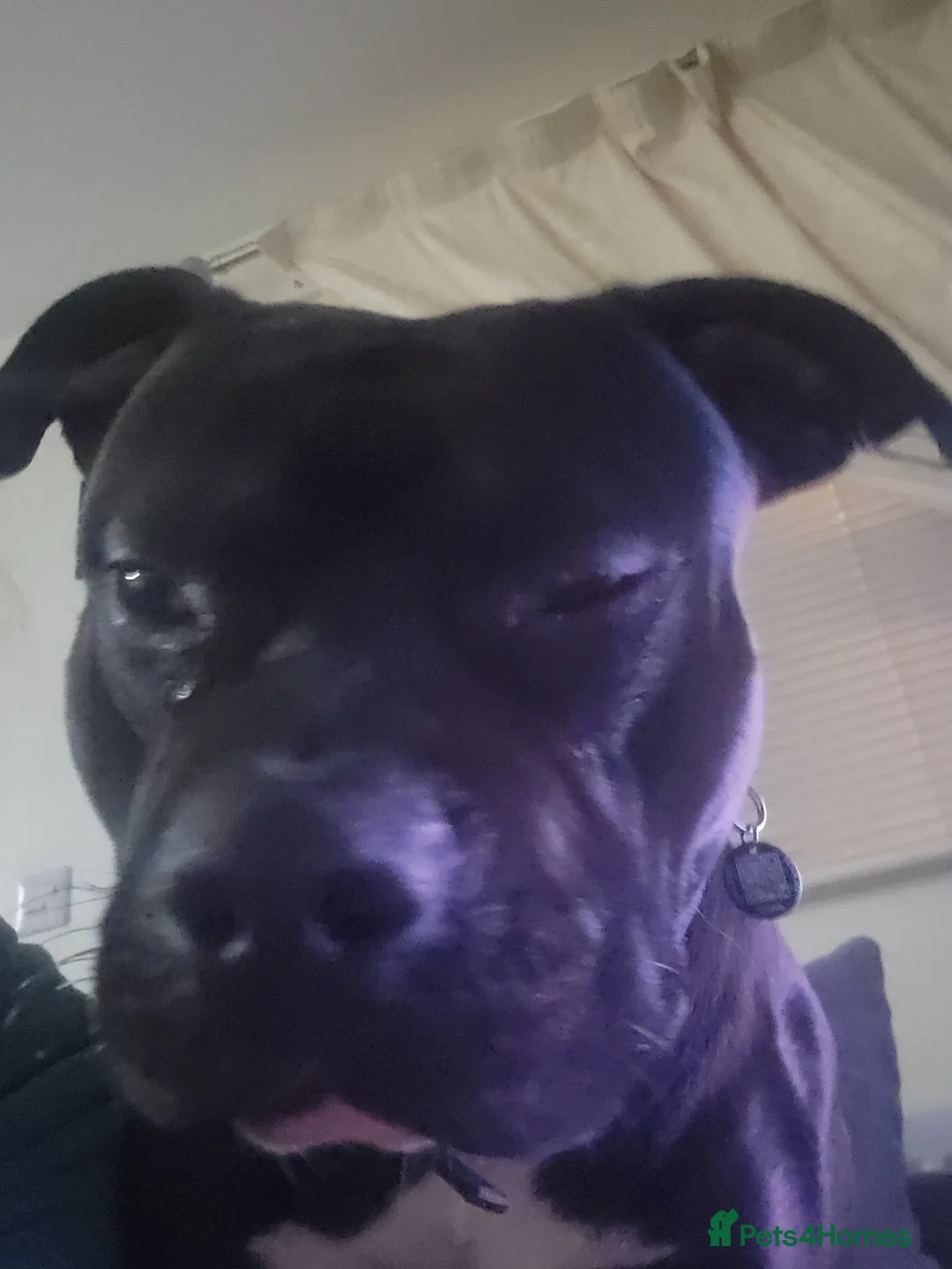 Staffordshire Bull Terrier dogs for sale: Baxter  in Preston - Advert 2