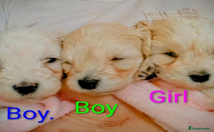 Maltipoo dogs - Advert 2