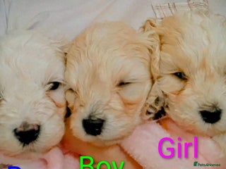 Maltipoo dogs - Advert 1