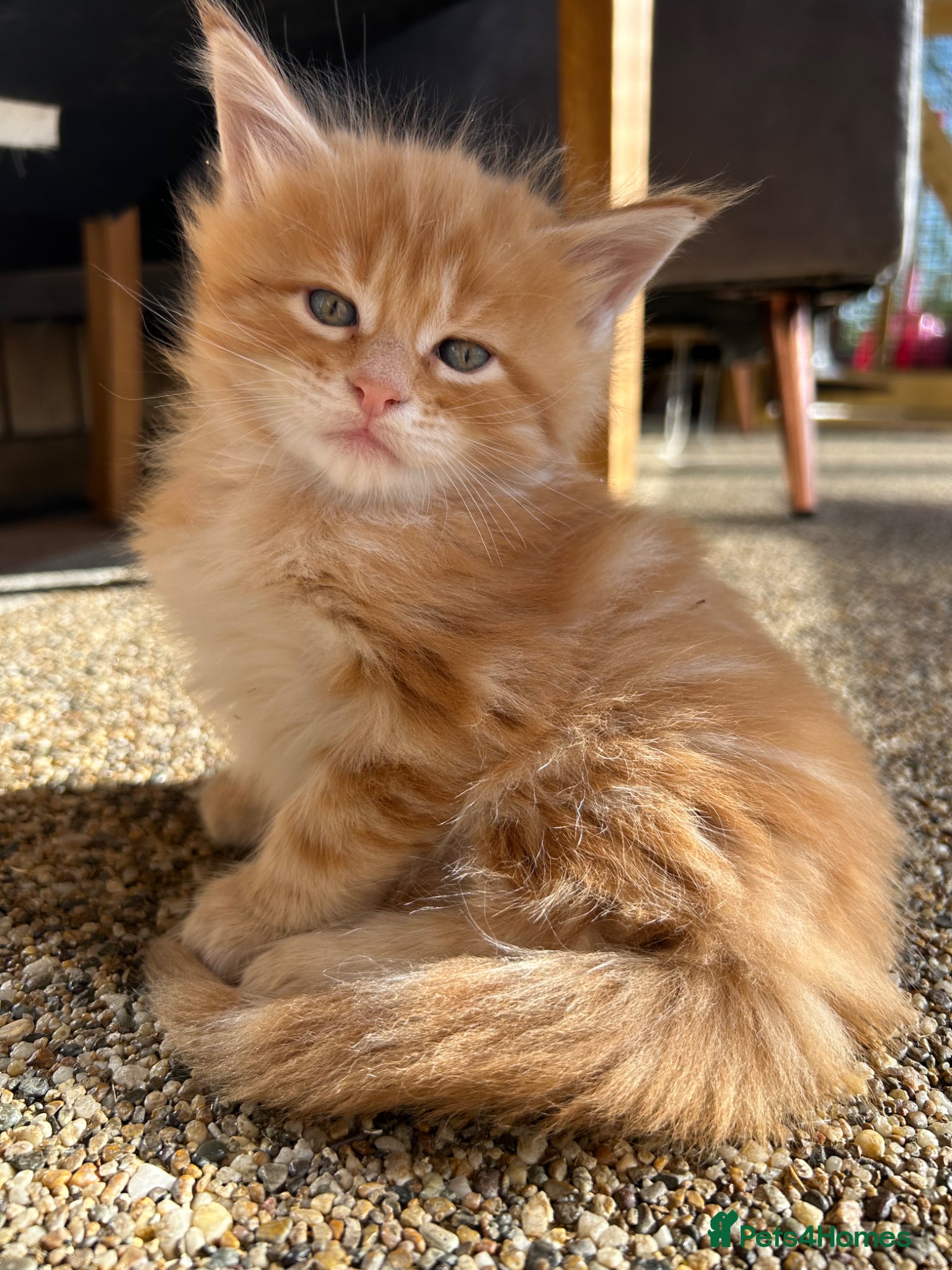 Maine Coon cats First kittens of GCCF Maine coon Champ for sale  - Advert 1