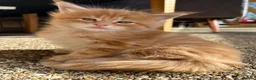 Maine Coon cats for sale: First kittens of GCCF Maine coon Champ for sale  - Advert 9
