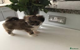 Lhasa Apso dogs for sale: Beautiful KC registered Lhasa Apso puppies.  - Image 2