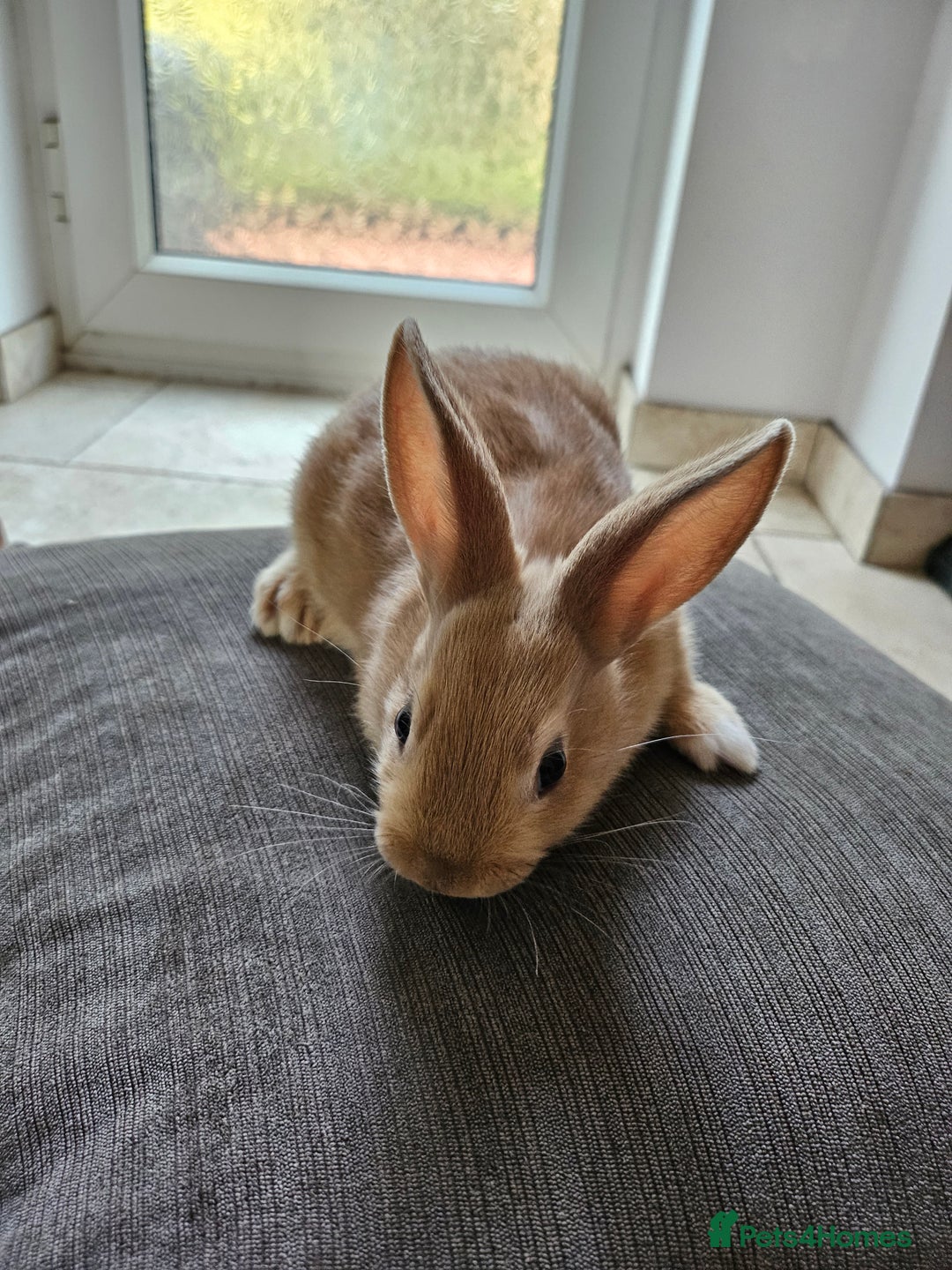 Mixed Breed rabbits for sale: Baby Bunnies Looking For New Homes - Image 9