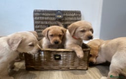 Labrador Retriever dogs for sale: My lovely Labrador puppies - Image 12