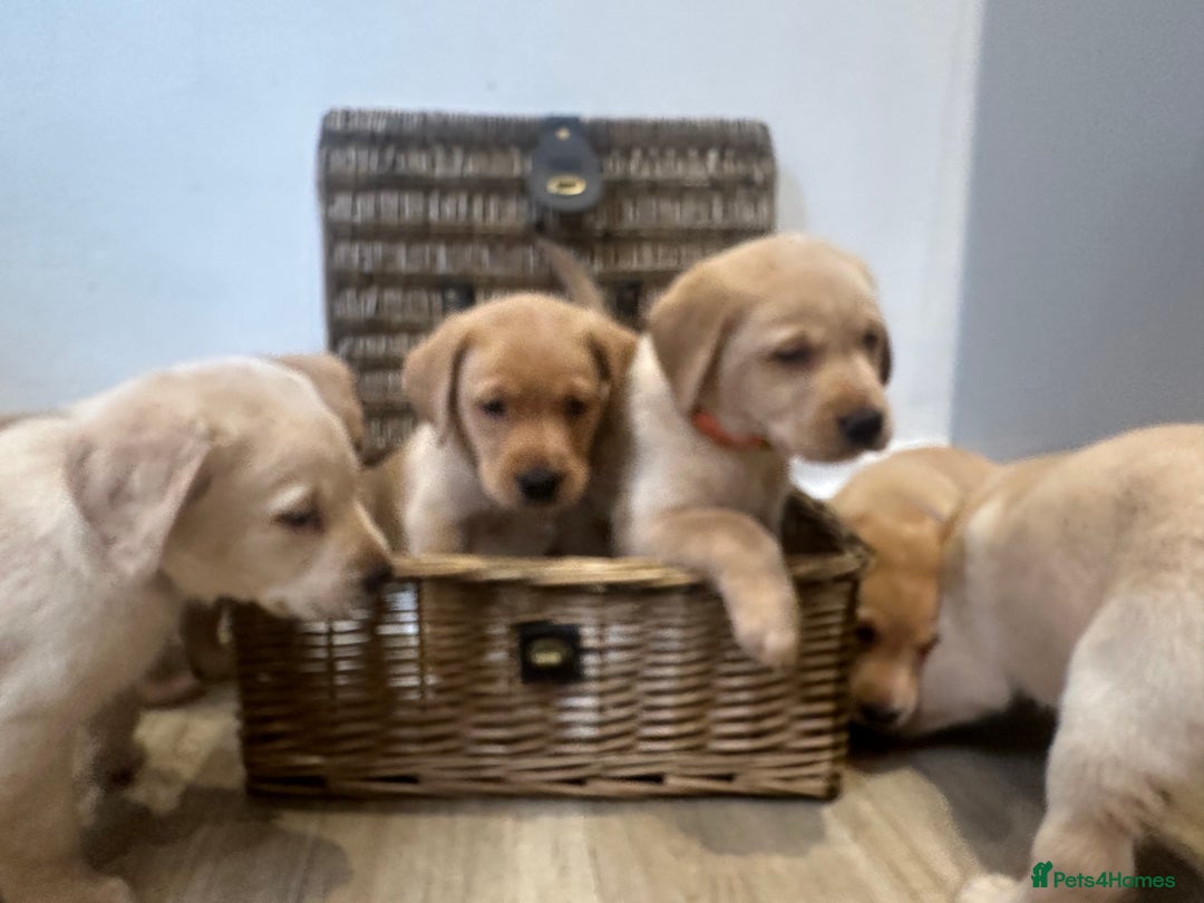 Labrador Retriever dogs for sale: My lovely Labrador puppies - Image 12