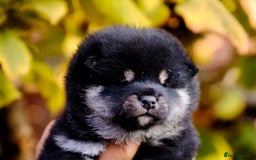 Japanese Shiba Inu dogs for sale: Japanese Shiba Inu Puppies-health tested ch blood - Image 2