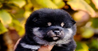 Japanese Shiba Inu dogs - Advert 11