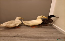 Ducks poultry for sale: 3 pet ducks  - Advert 3