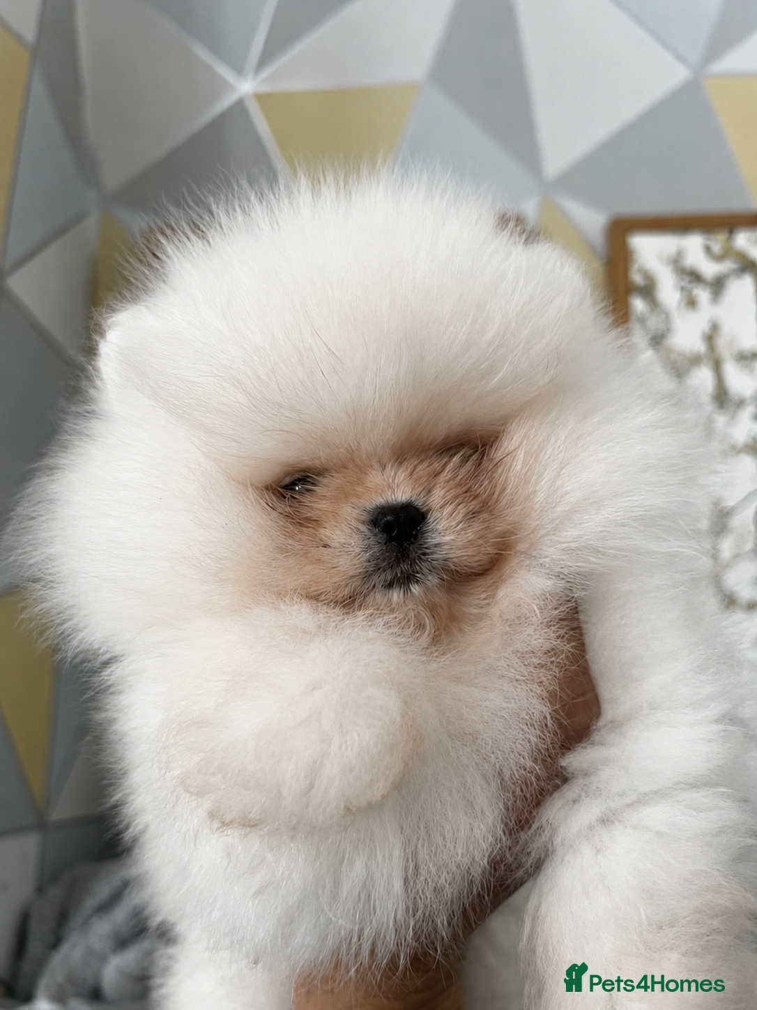 Pomeranian dogs     Luxury White Pomeranian Puppies  - Advert 18