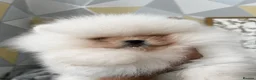 Pomeranian dogs for sale:     Luxury White Pomeranian Puppies  - Advert 1