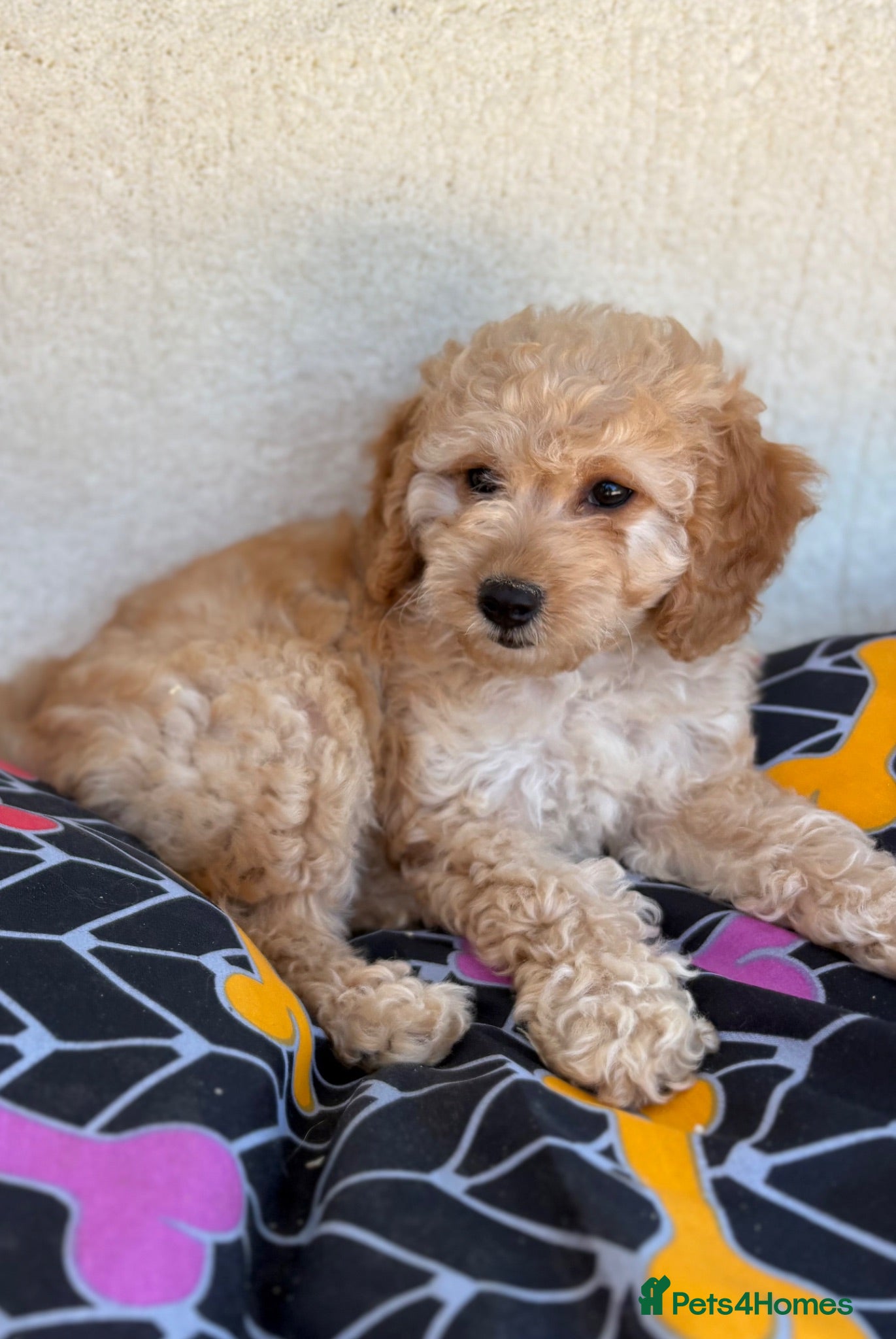 Cavapoo dogs Extensively health tested red Cavapoo babies - Advert 1