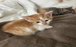 Mixed Breed cats for sale: Beautiful Kittens for sale - Image 10