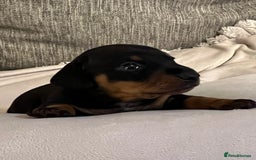 Miniature Dachshund dogs for sale: Just 1 left! KC registered miniature dachshund  - Image 15
