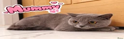 Munchkin cats for sale: Munchkin kittens - Advert 19