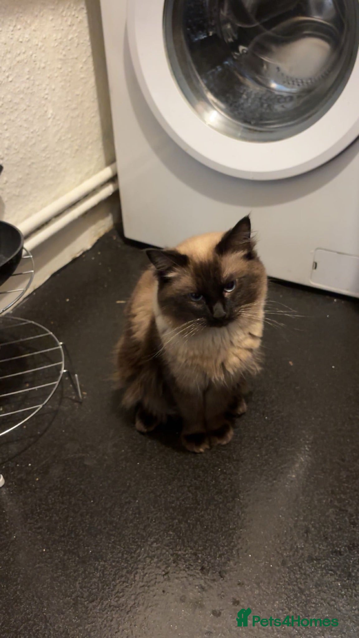 Ragdoll cats Blue the Ragdoll🐱💙 - Advert 12