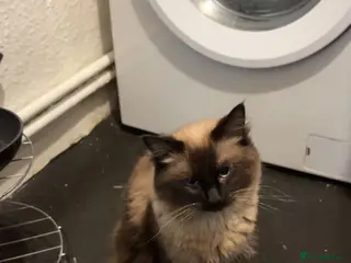 Ragdoll cats Blue the Ragdoll🐱💙 - Advert 2