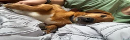 Mixed Breed dogs for adoption: 💙HARRY💙 – THE SOFTEST FUR, THE SWEETEST HEART in Retford - Advert 3