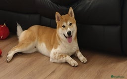 Japanese Shiba Inu dogs for sale: Female Shiba Inu puppy - Image 5