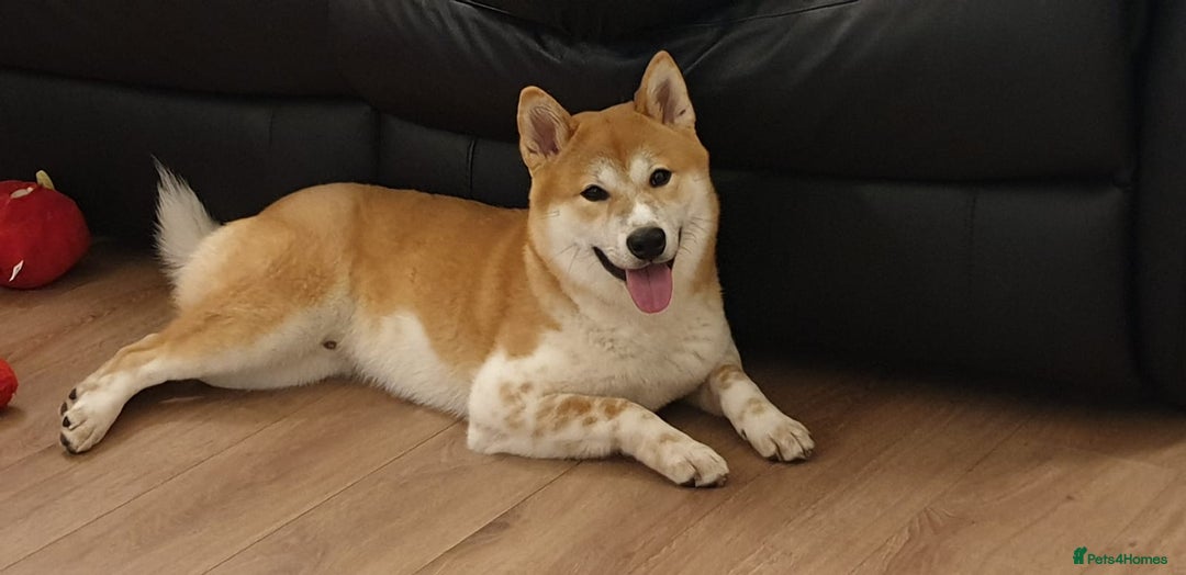 Japanese Shiba Inu dogs for sale: Female Shiba Inu puppy - Image 5