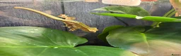 Gecko reptiles for sale: 3 female crested geckos in Liverpool - Advert 7