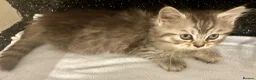 Persian cats for sale: Cute Half Persian Kittens  - Advert 12