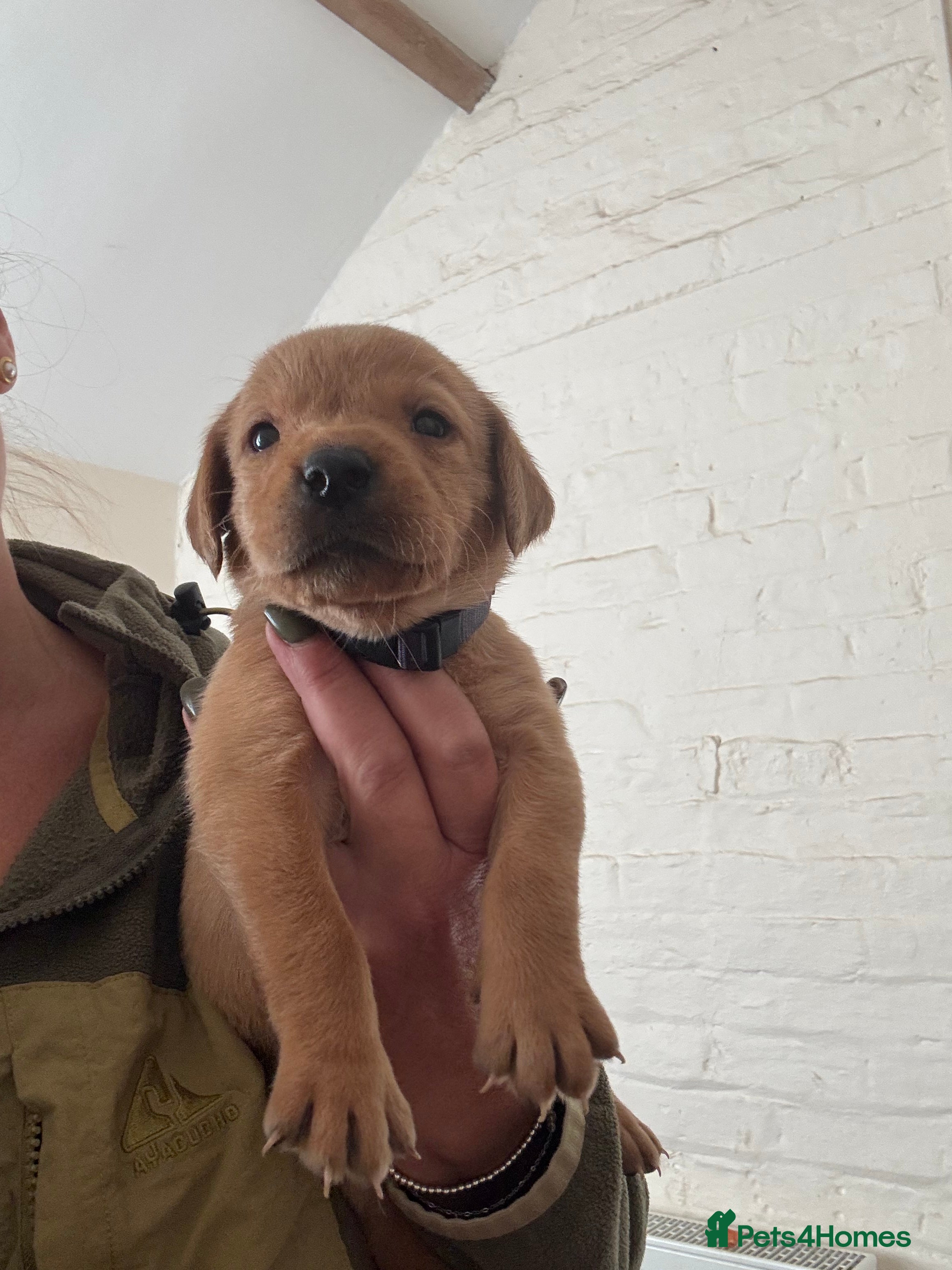 Labrador Retriever dogs Fox red Labradors  - Advert 2