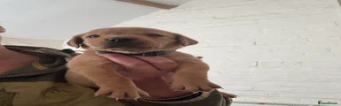 Labrador Retriever 1