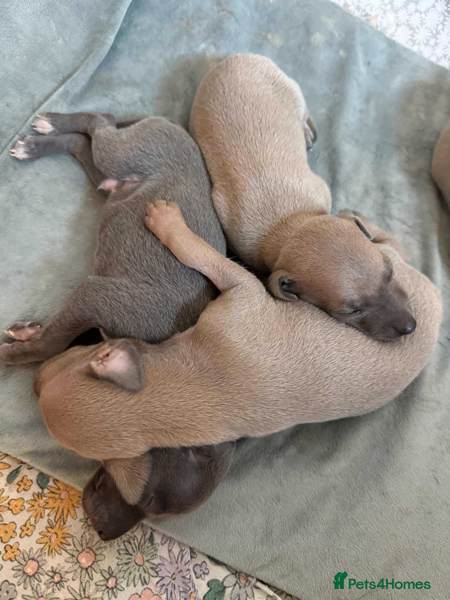 Italian Greyhound dogs KCRegistered Italian Greyhounds 🐾 - Advert 1