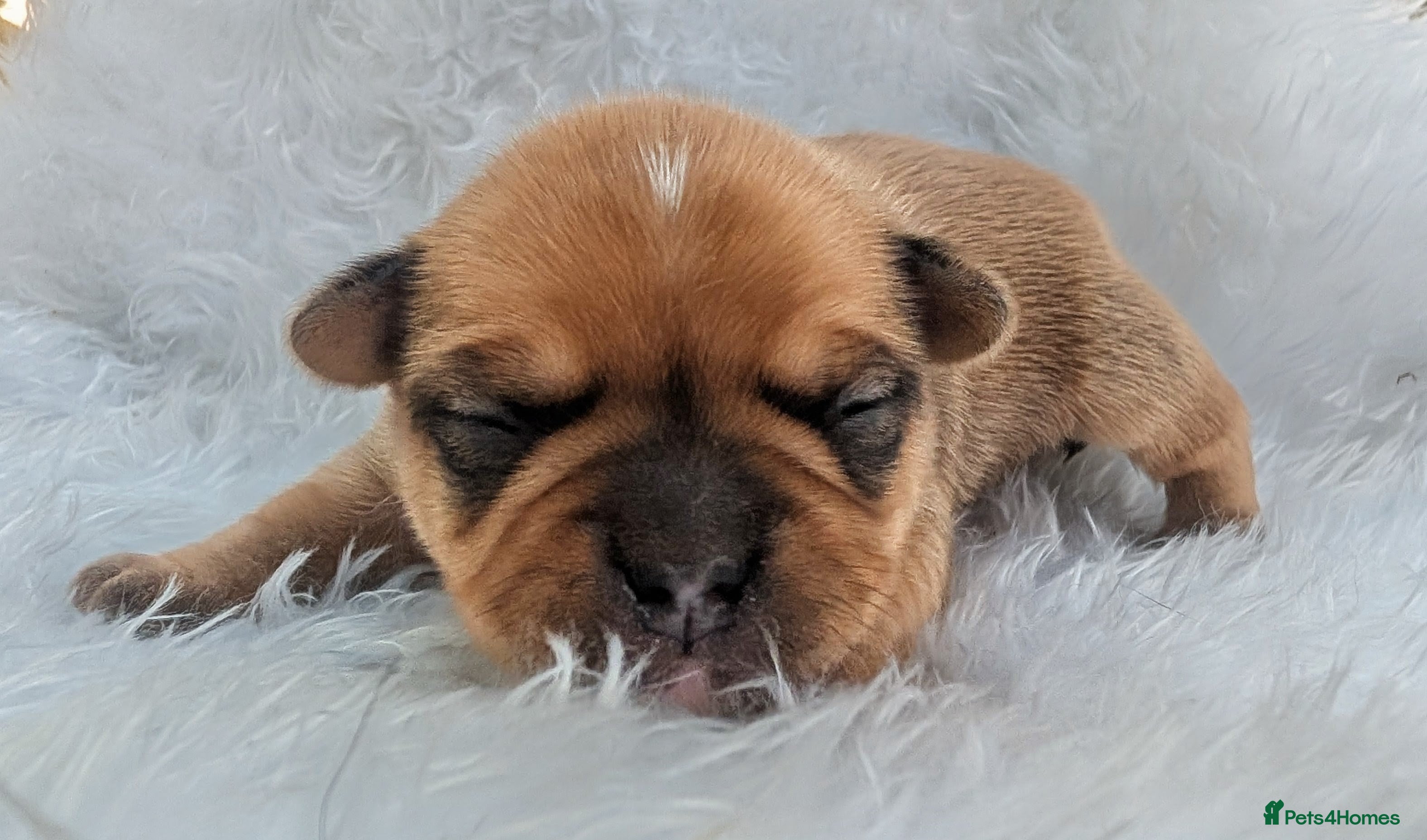 Mixed Breed dogs 75% French bulldog puppies - Advert 1