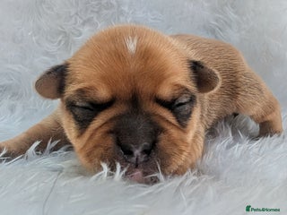 Mixed Breed dogs 75% French bulldog puppies - Advert 15