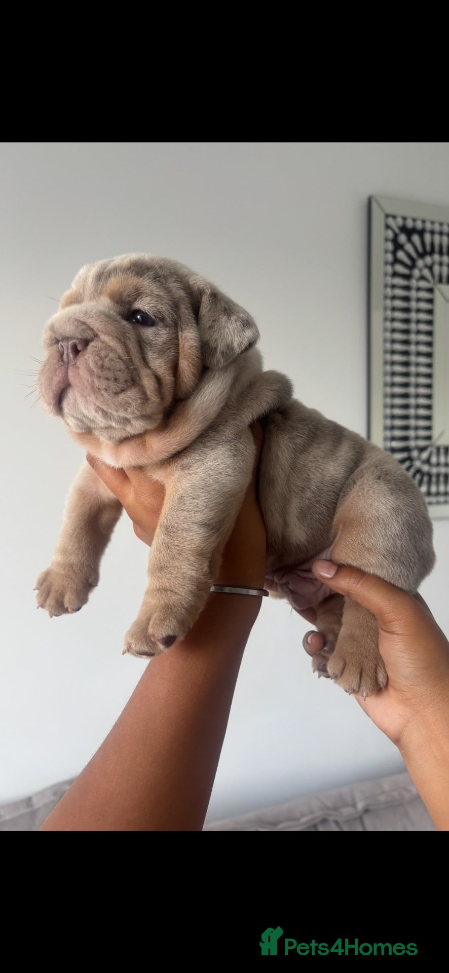 English Bulldog dogs *** QUALITY ENGLISH BULLDOG’s *** - Advert 1