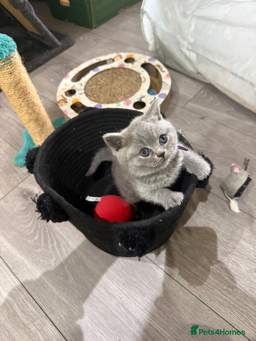 British Shorthair cats for sale: Gorgeous BHS kittens from grand champion gccf stud - Advert 12